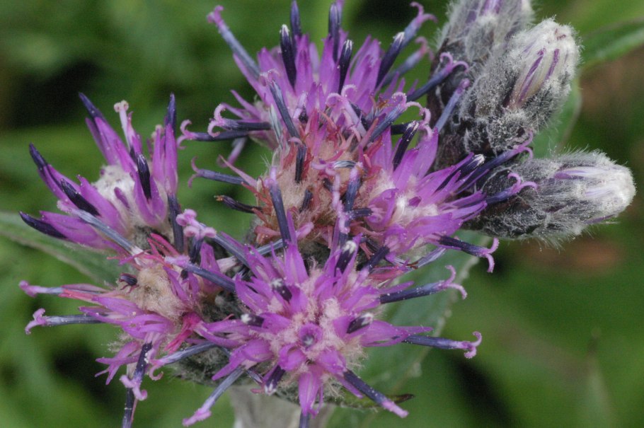 Соссюрея Путоранская