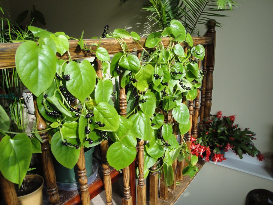 Растение кат символ