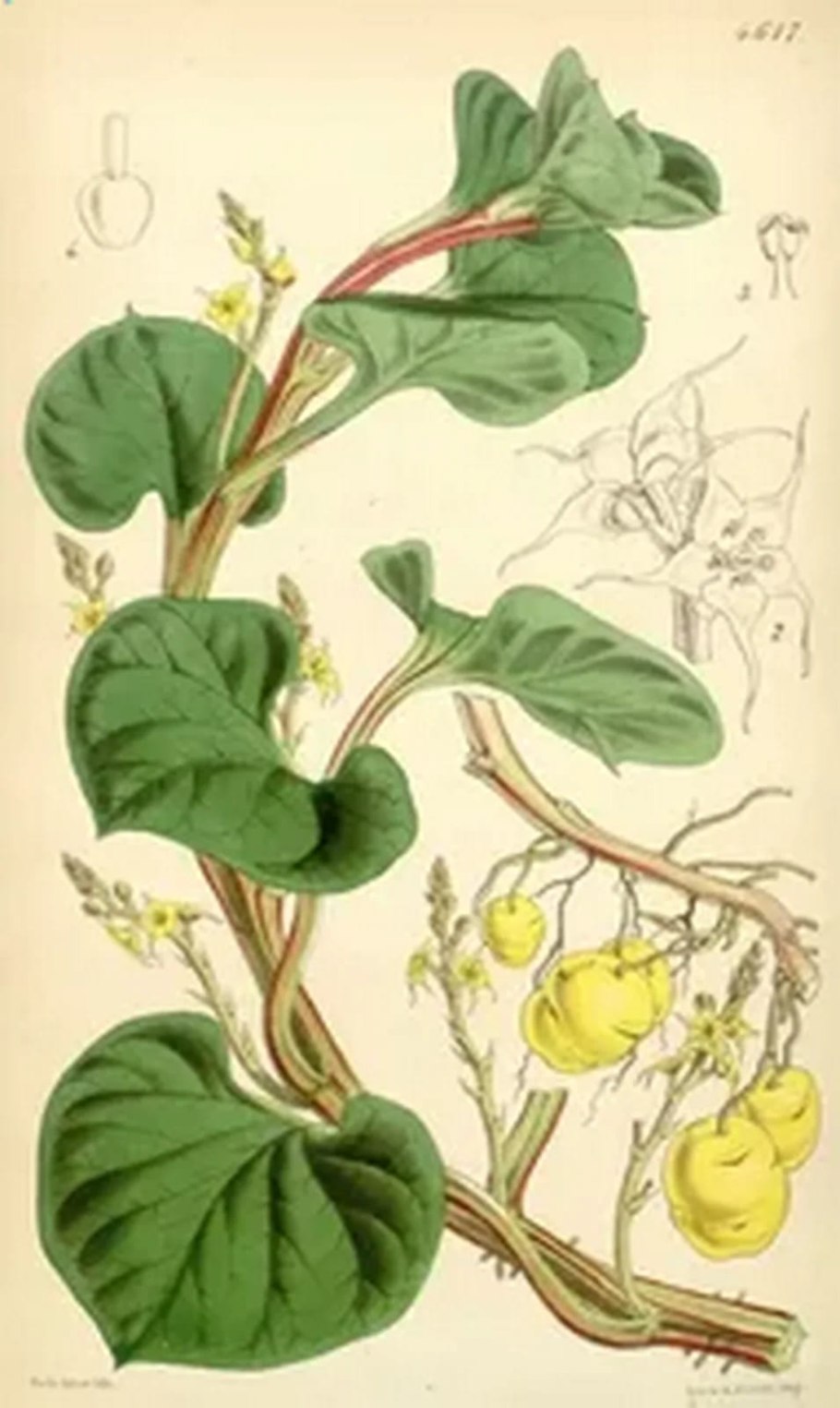 Клещевина занзибарская