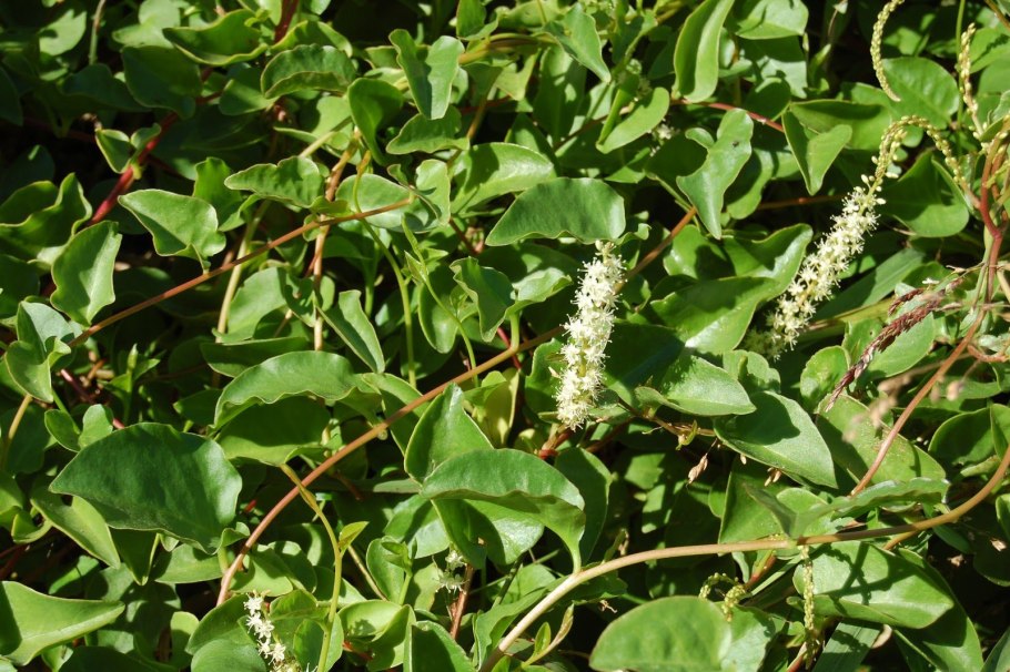 Буссенгольция в беседки