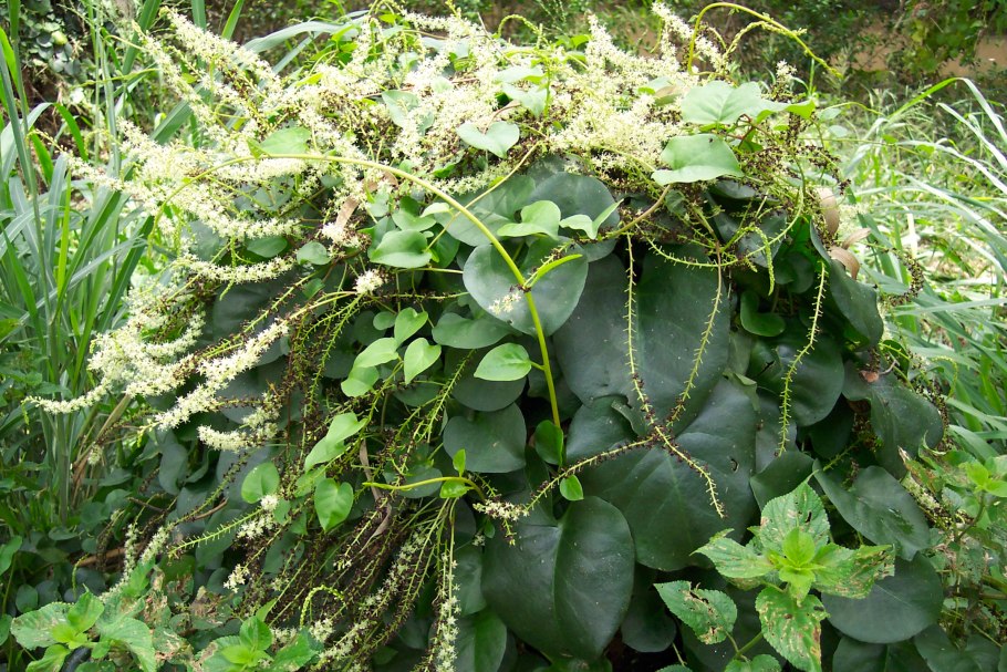 Анредера сердцелистная