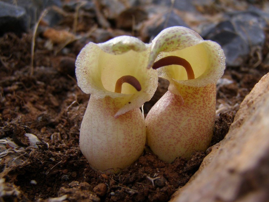 Десмодиум Блю Дварф Вариегата