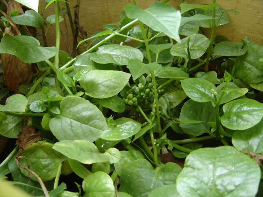 Растение Базелла заморский гость