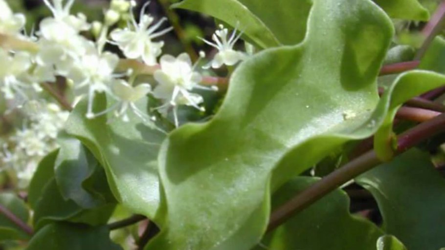 Базелла Альба