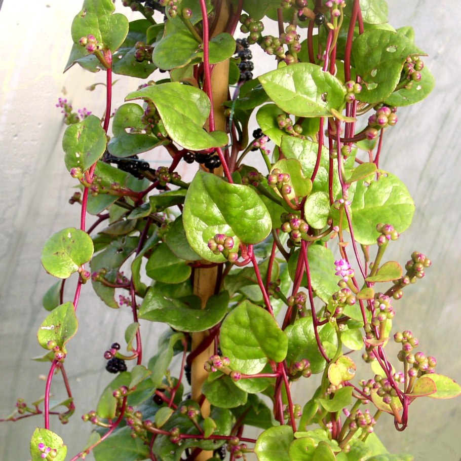 Базелла Альба