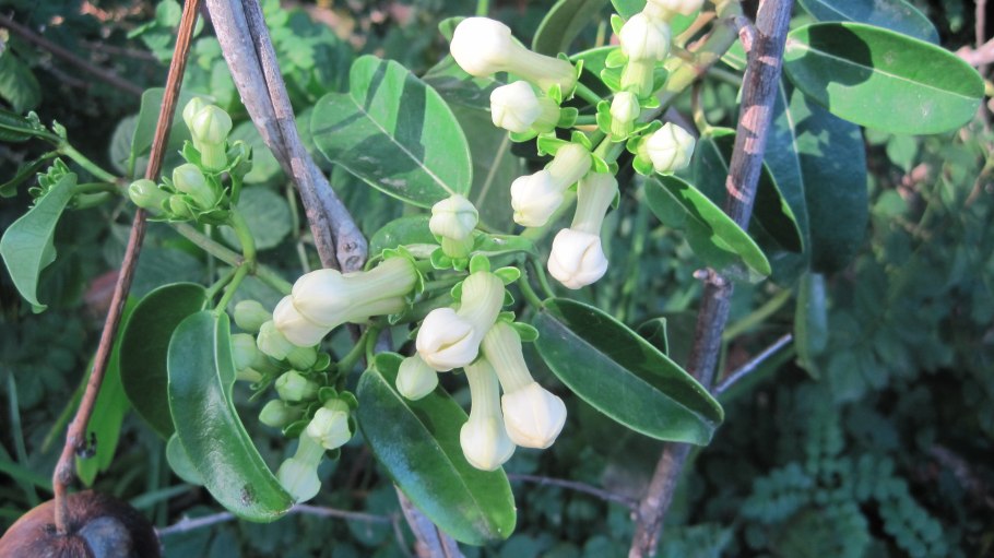 Клетра древовидная