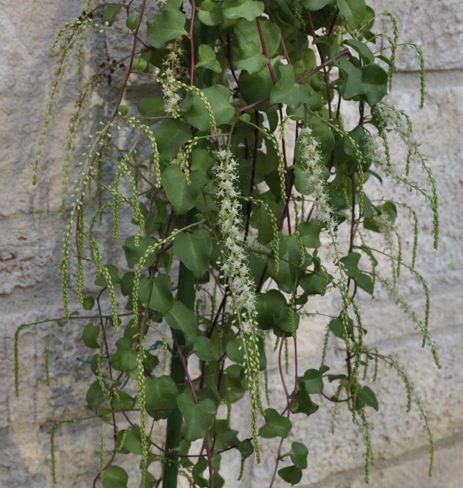 Лиана Буссенгольция