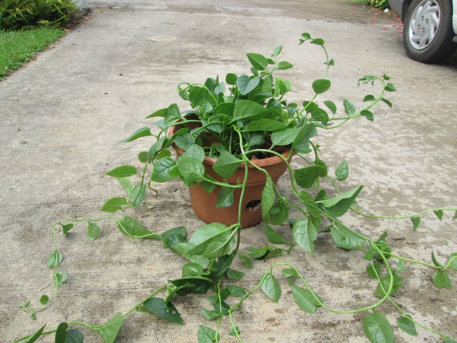 Буссенгольция клубни