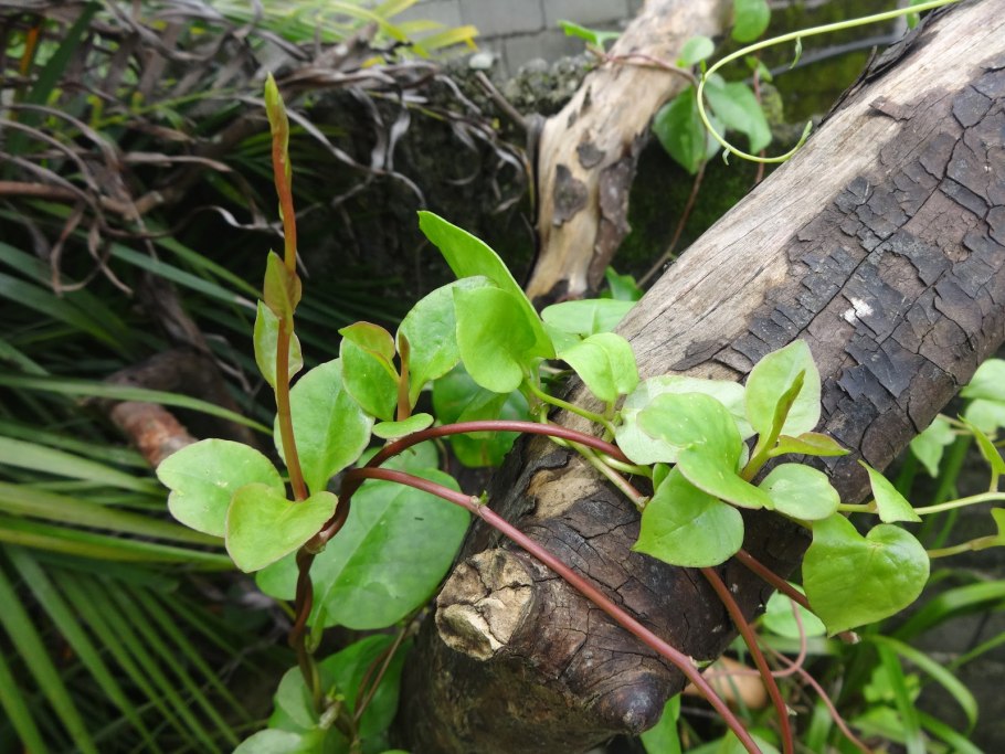 Лиановидный шпинат