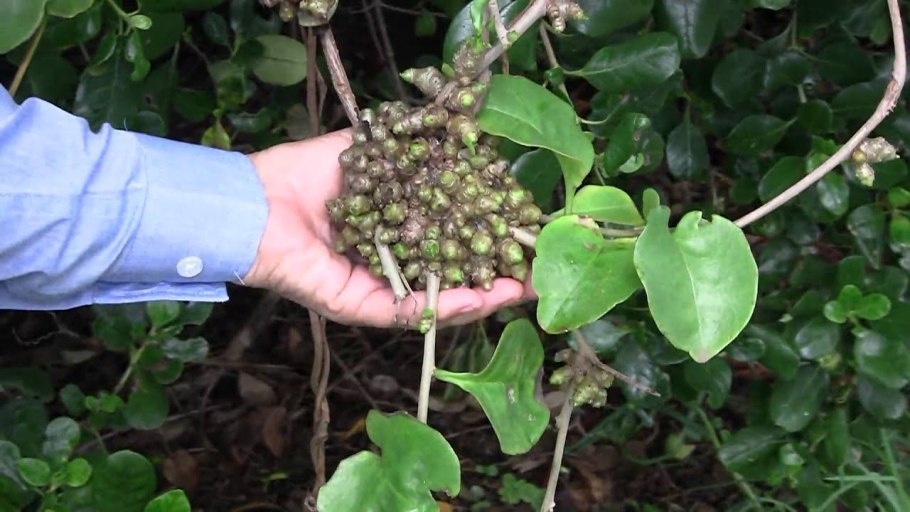 Горец Ауберта