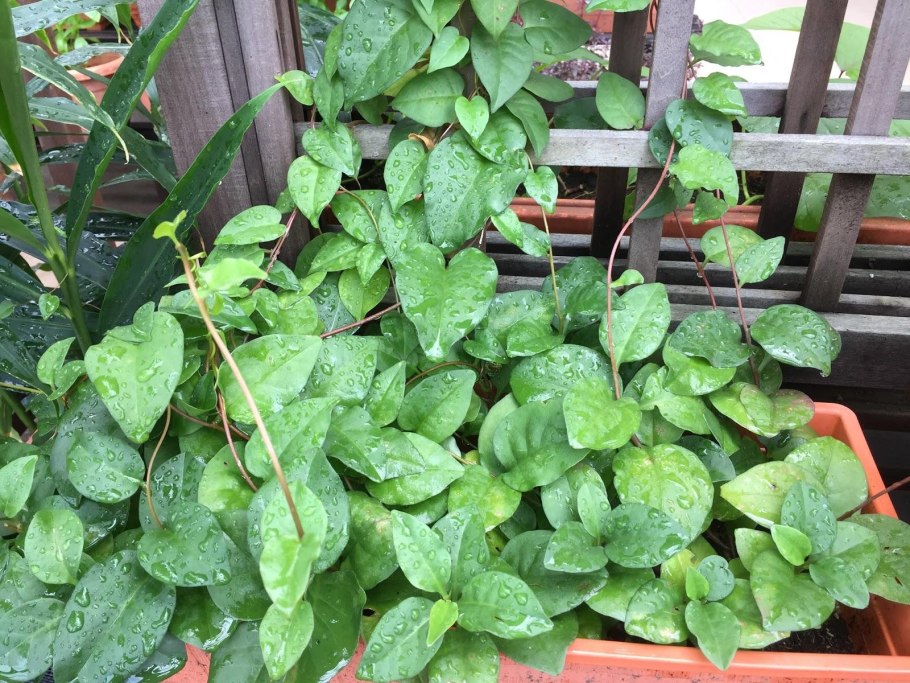 Стефанотис плоды фото