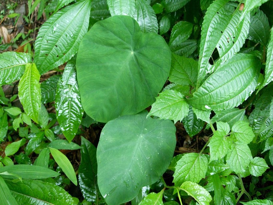 Лиана анредера