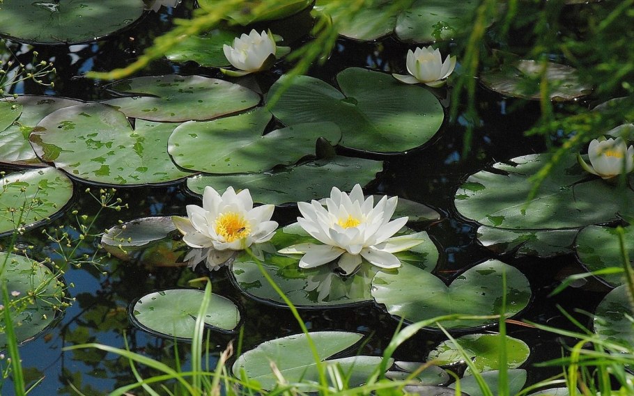 Растения пресного водоема