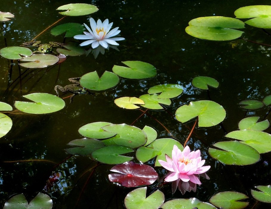 Водные растения гигрофиты