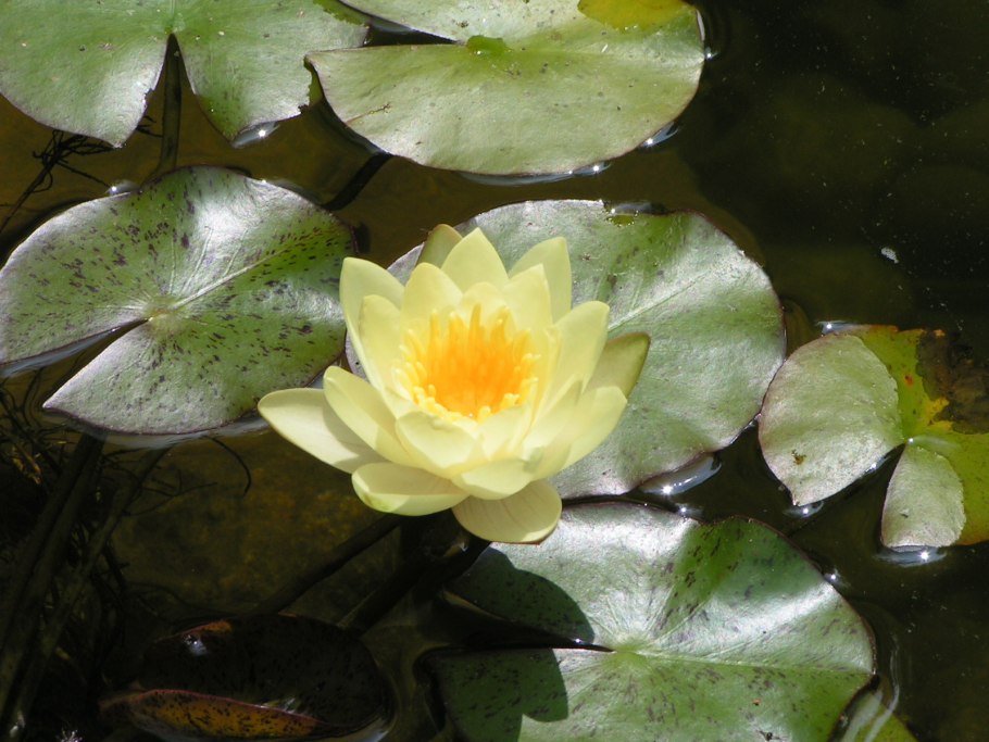 Желтая кубышка Болотная