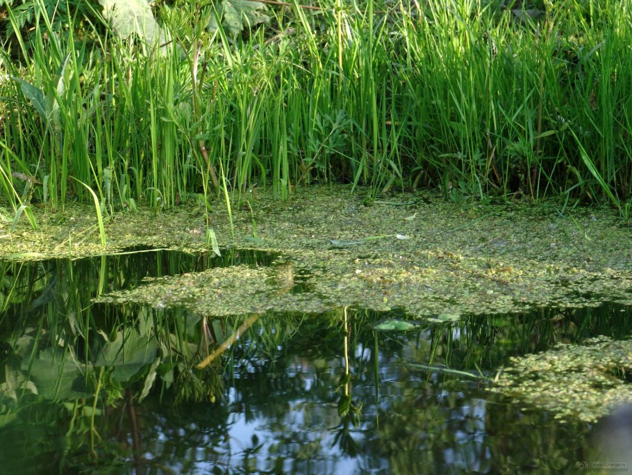 Растение пресного водоёма Лотос