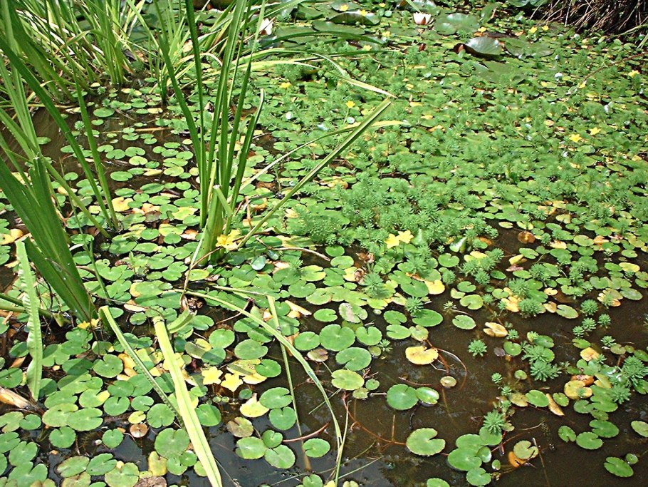 Ряска водные растения