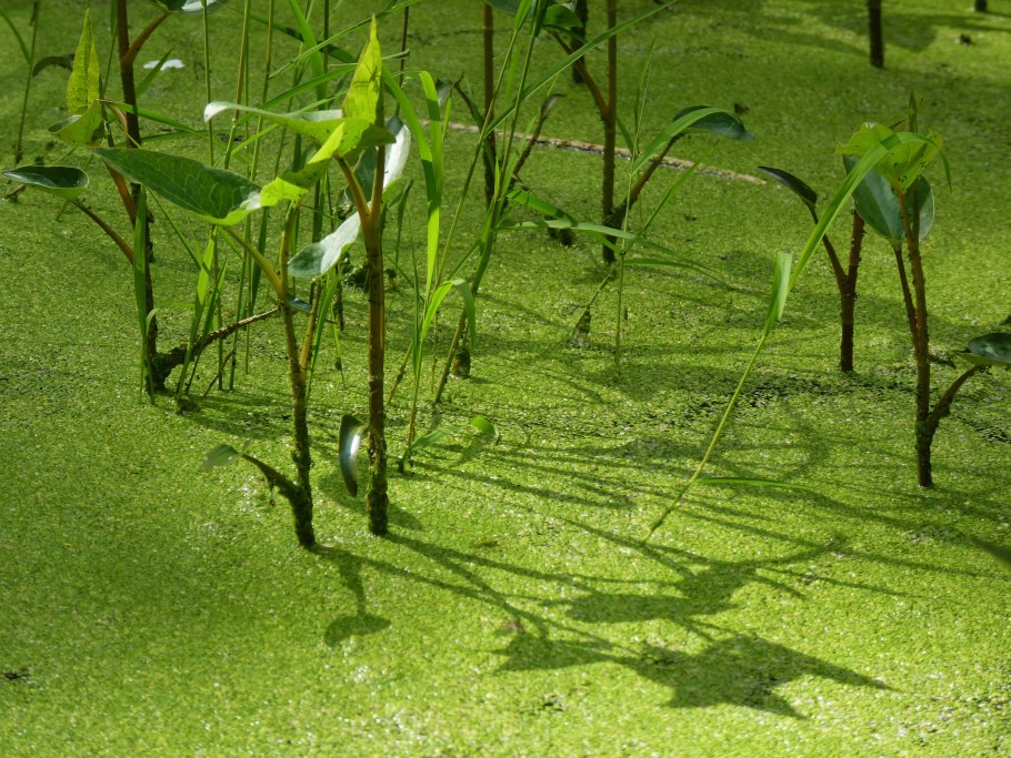 Кубышка малая Nuphar pumila