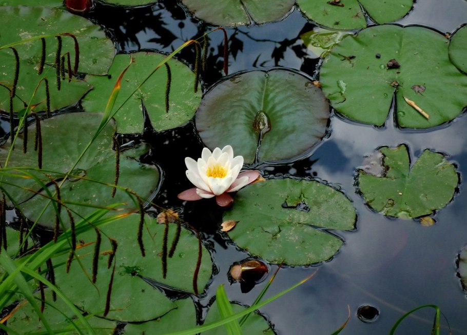 Кувшинка это плауны