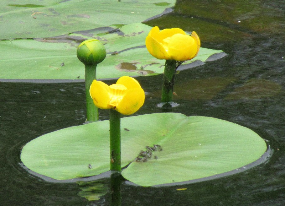 Рогоз Озерный