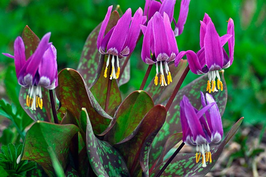 Кандык (Erythronium)