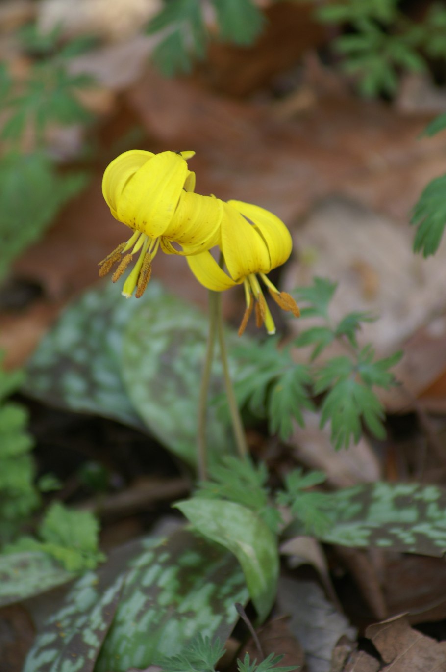 Erythronium americanum