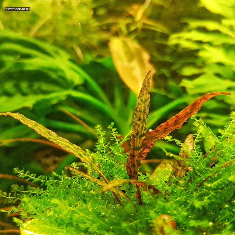 Криптокорина пурпурная аквариумное