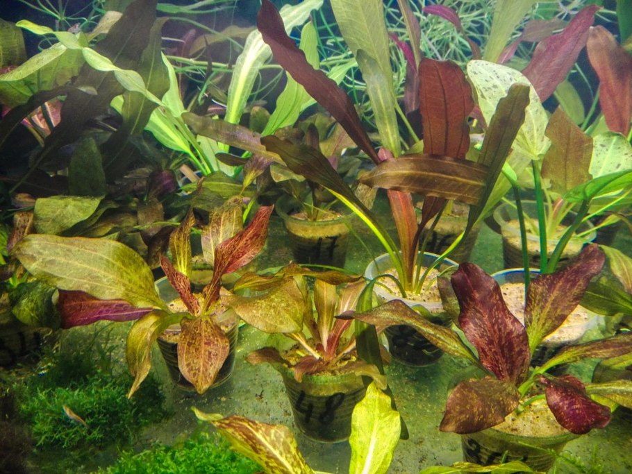 Криптокорина пурпурная аквариумное растение