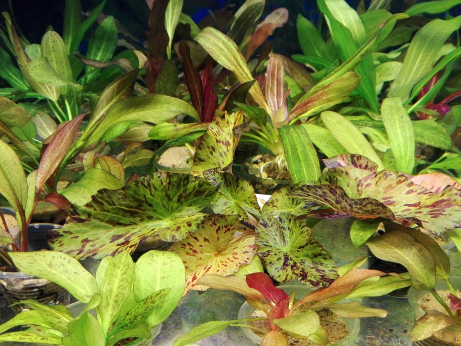 Криптокорина сердцевидная Гриффита розанервиг
