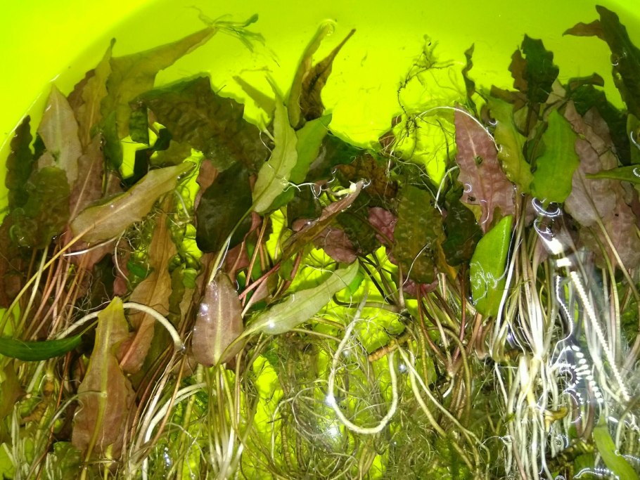 Криптокорина Вендта ми Ойя