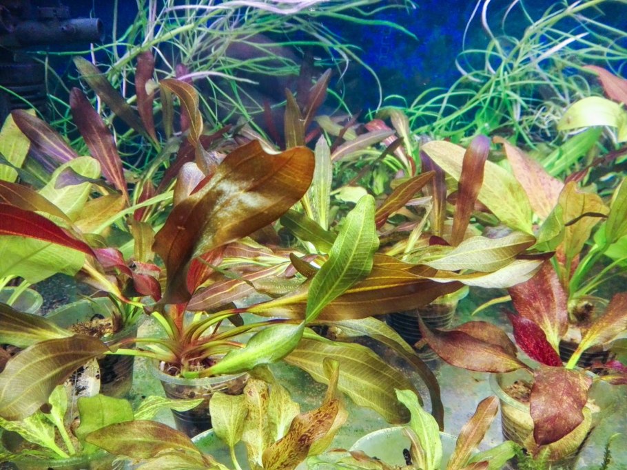 Криптокорина пурпурная Cryptocoryne purpurea