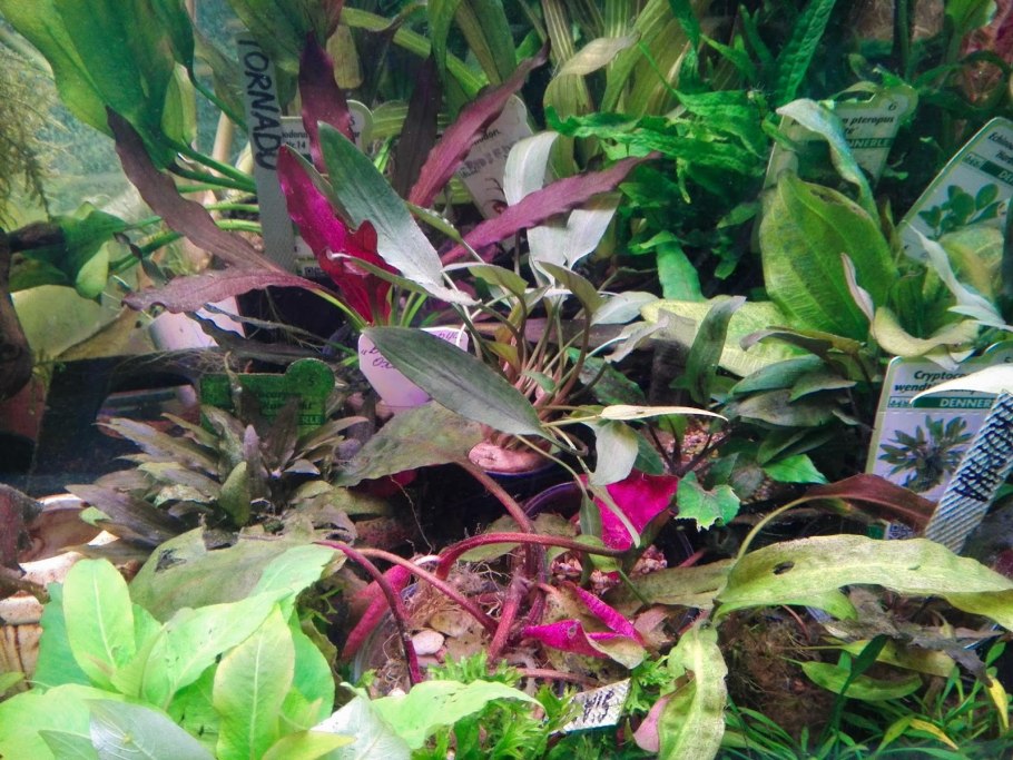 Криптокорина ми Ойя