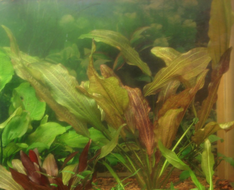 Криптокорина ЗЕНЕКА