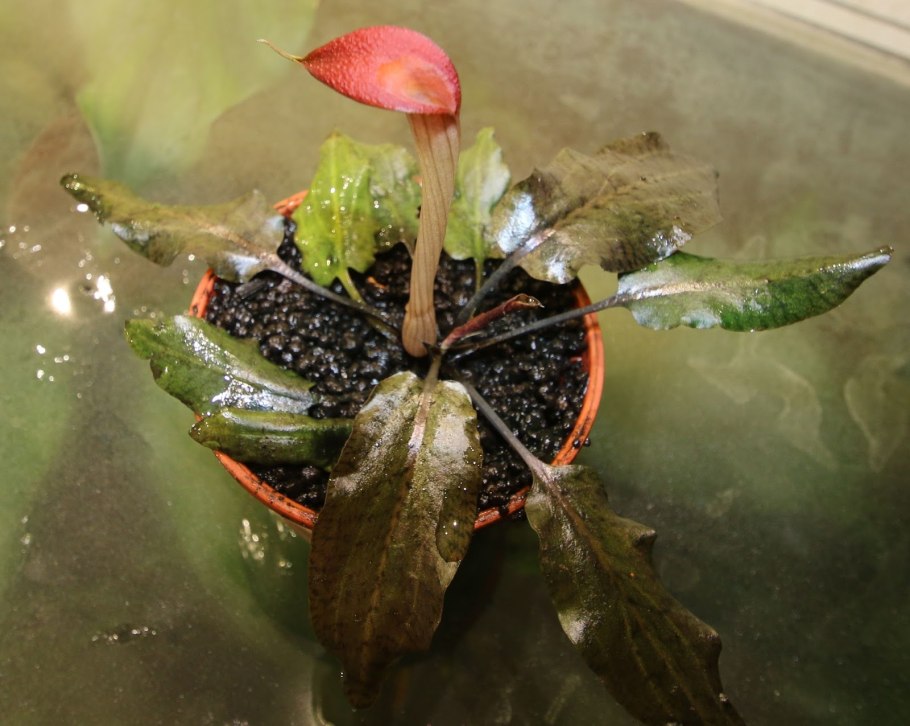 Криптокорина пурпурная Cryptocoryne purpurea