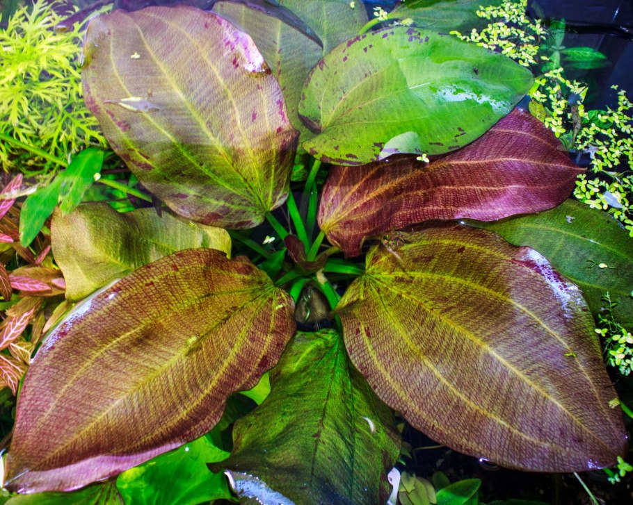 Криптокорина Вендта красная