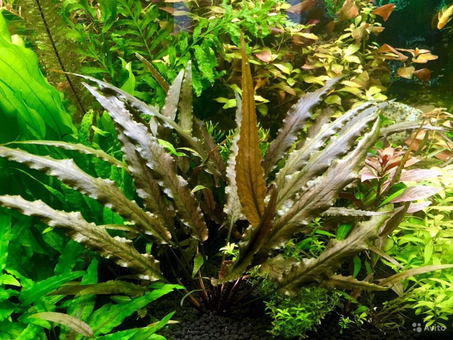 Криптокорина пурпурная Cryptocoryne purpurea