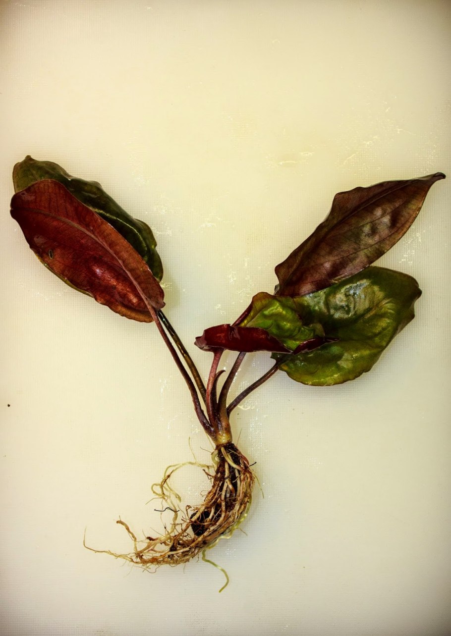 Криптокорина Нура