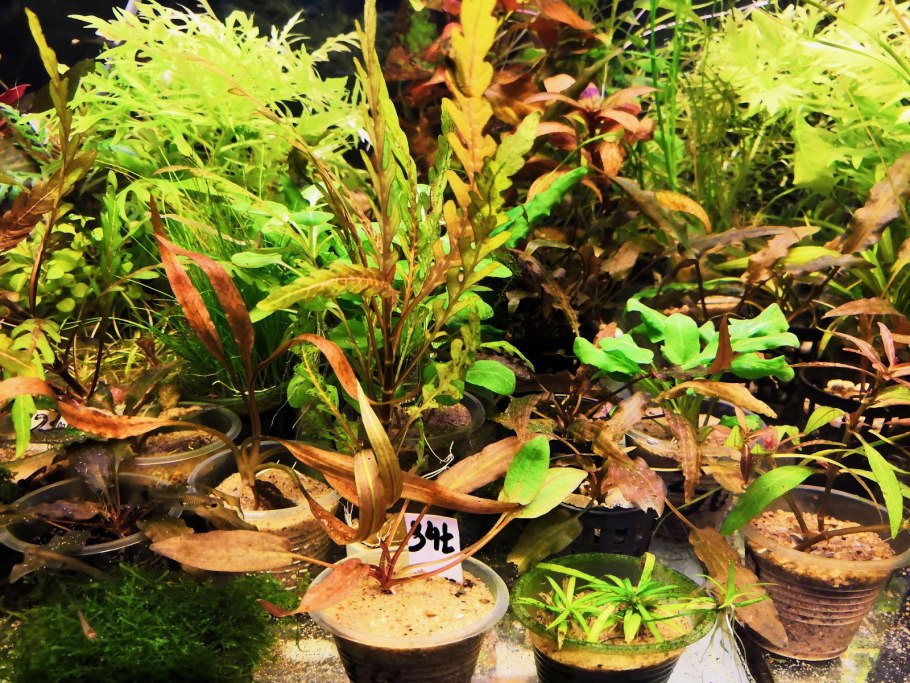 Эхинодорус Ориентал