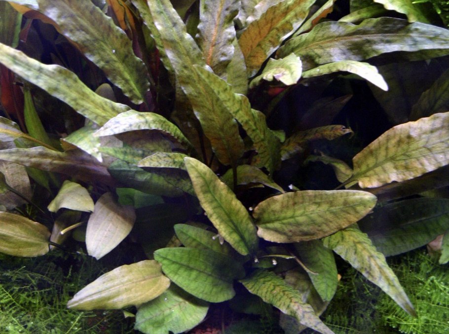 Cryptocoryne matakensis