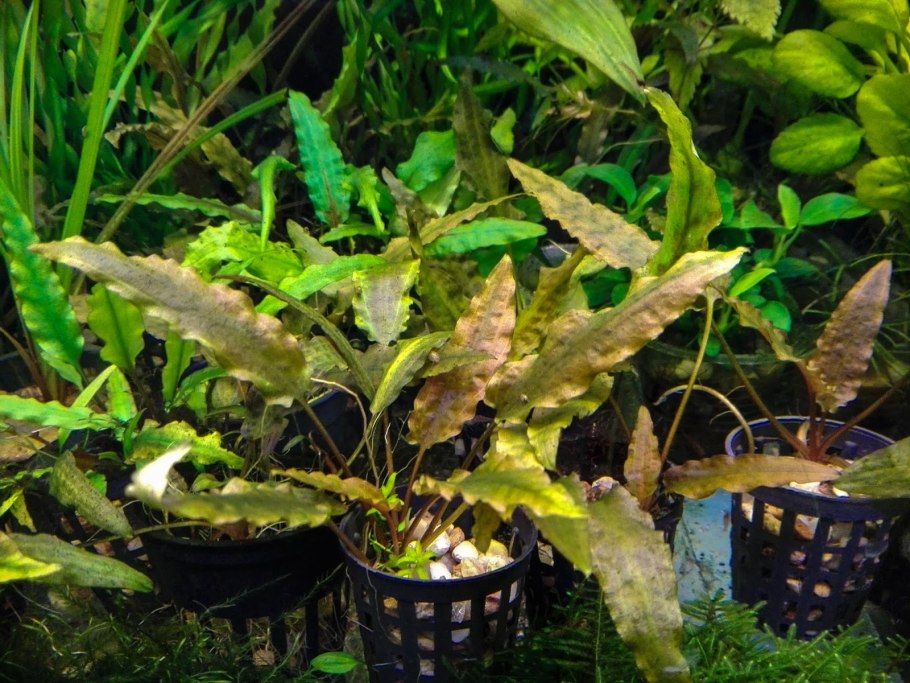 Криптокорина Сиамская