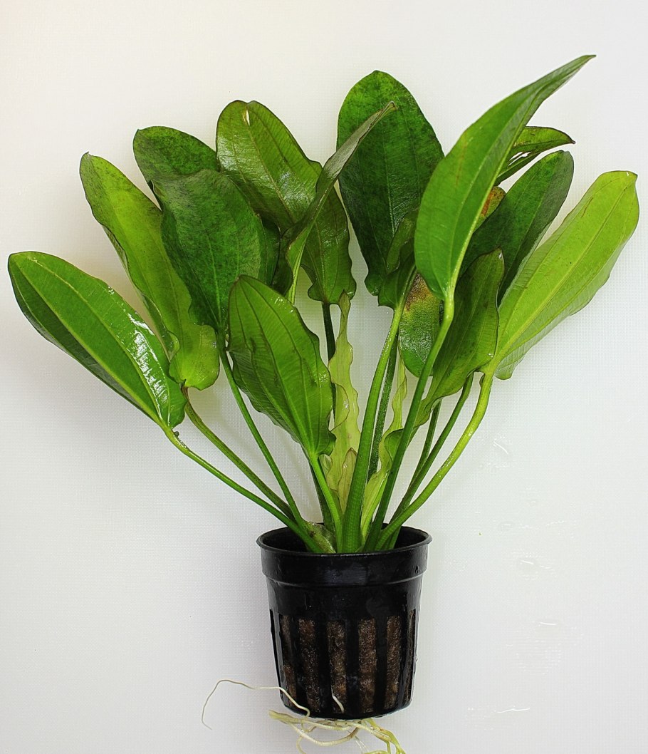 Криптокорина x-purpurea