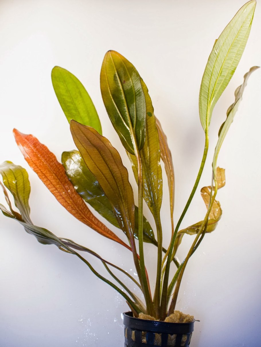 Криптокорина Вендта ред