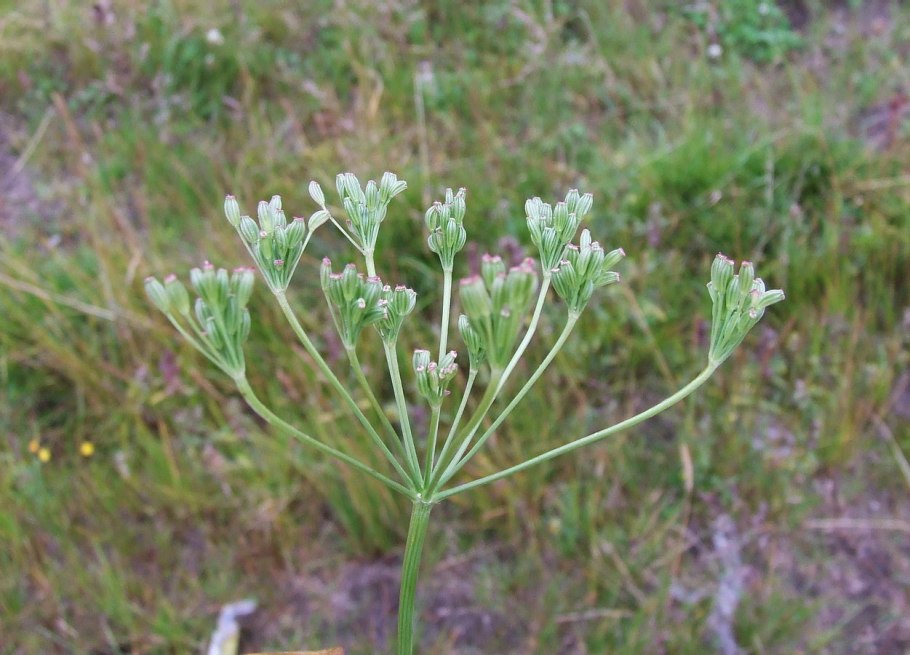 Caraway Plant