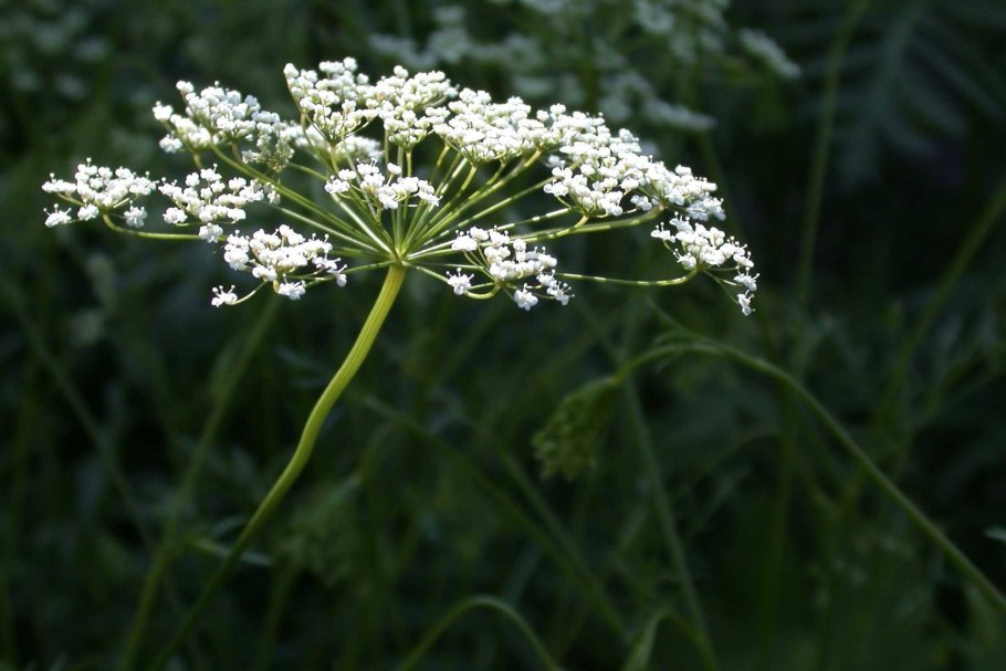 Бедренец камнеломковый листья