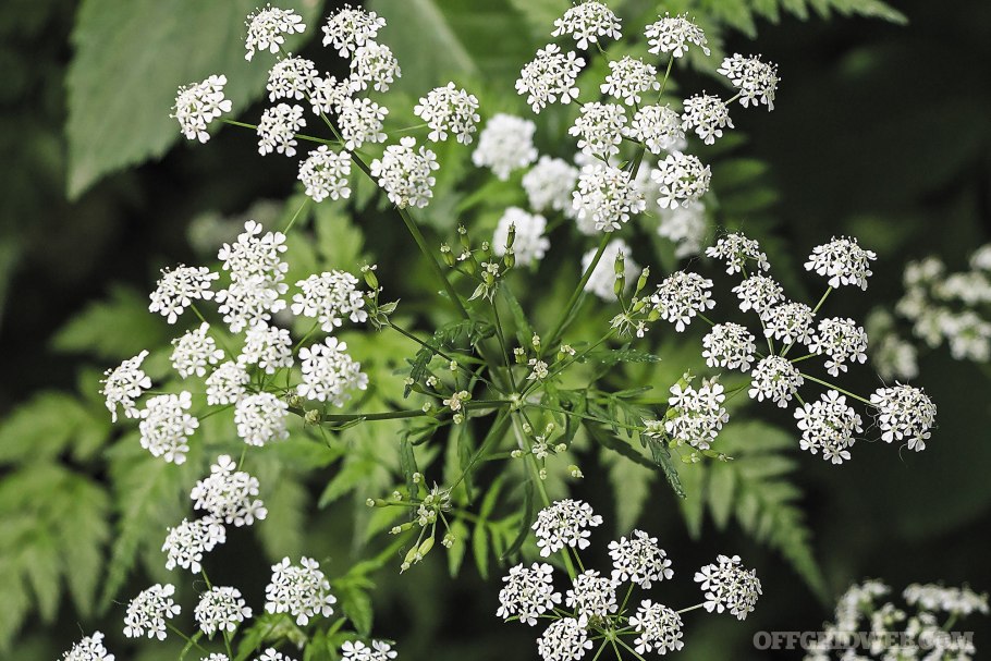 Бедренец камнеломковый (Pimpinella Saxifraga)