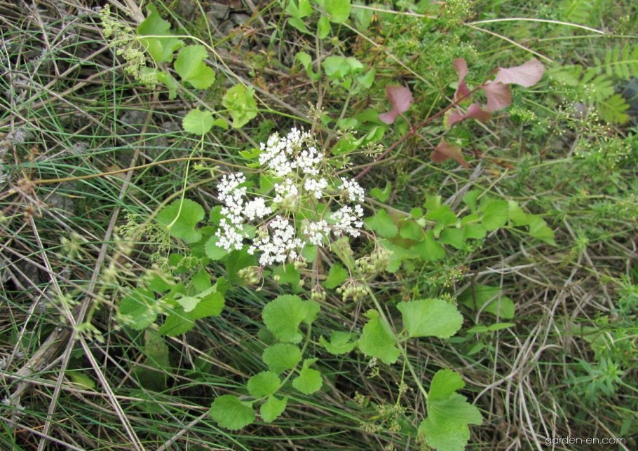 Бедренец Гроссгейма