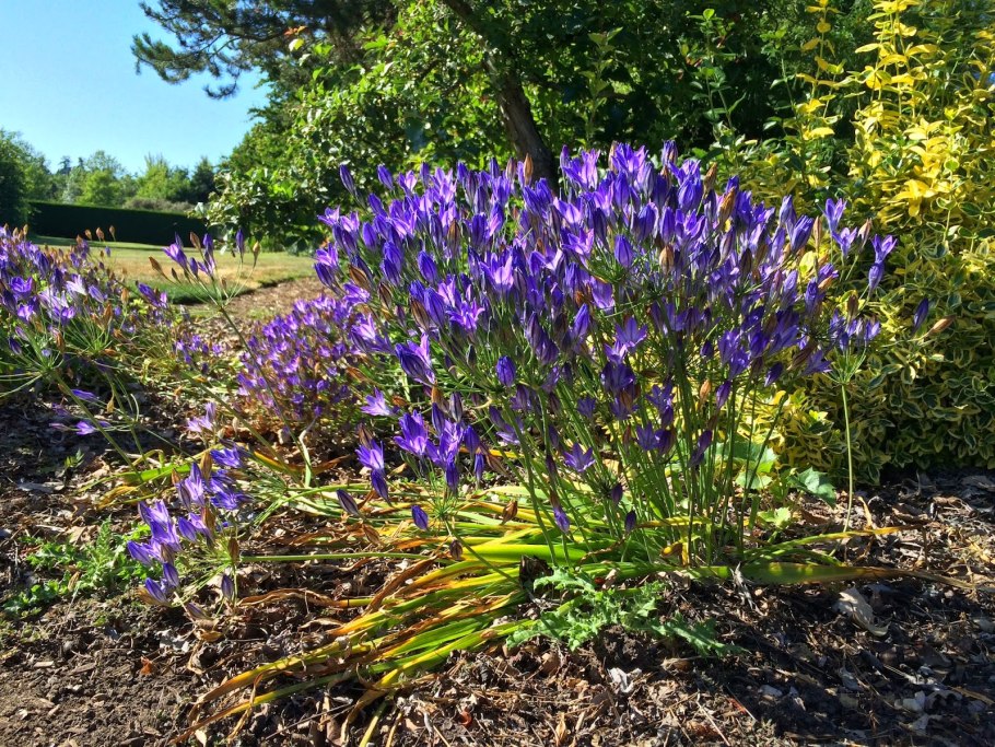 Прителейя Квин Фабиола