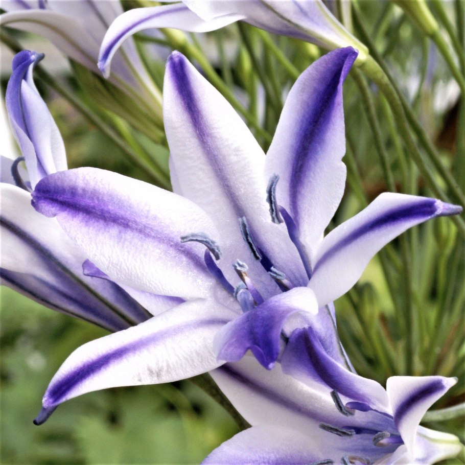 Трителейя Руди