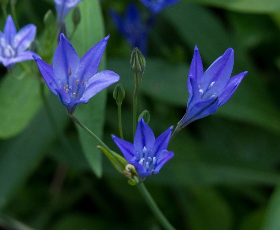 Трителейя Сильвер куин