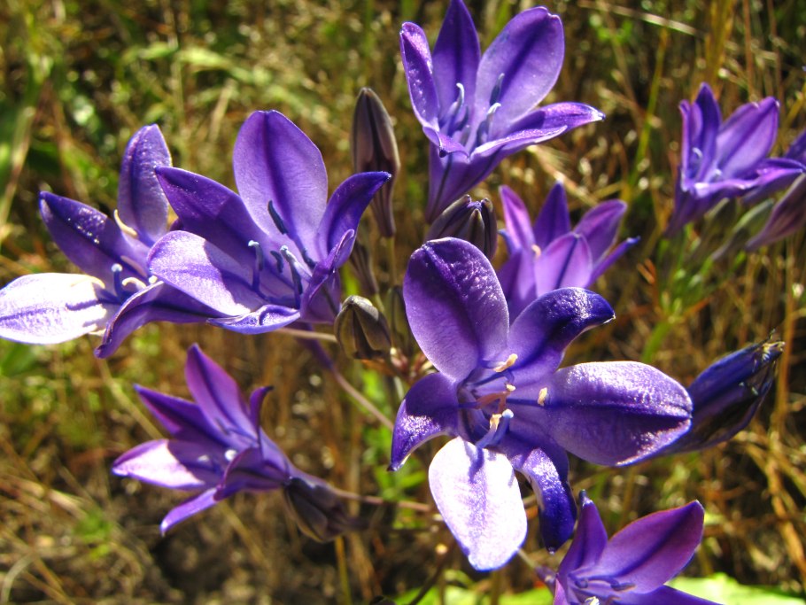 Трителейя Фокси